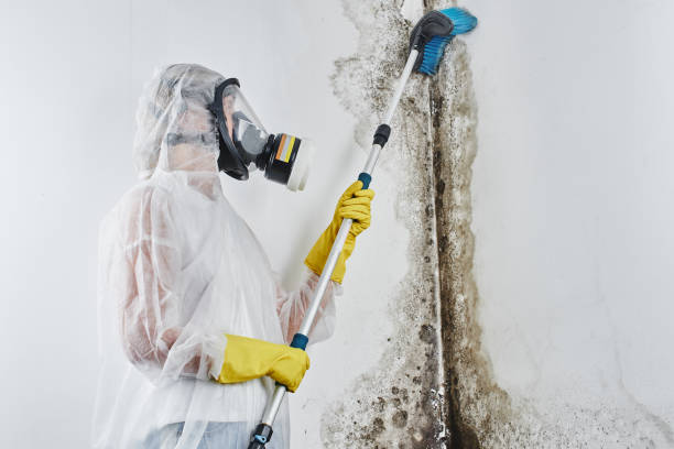 Best Black Mold Remediation in Gervais, OR