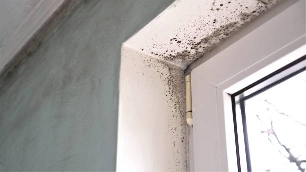 Best Bathroom Mold Remediation in Gervais, OR