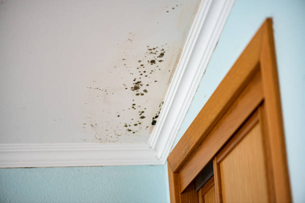 Professional Mold Remediation in Gervais, OR