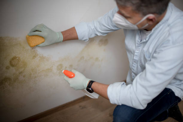 Best Mold Testing and Inspection Services in Gervais, OR