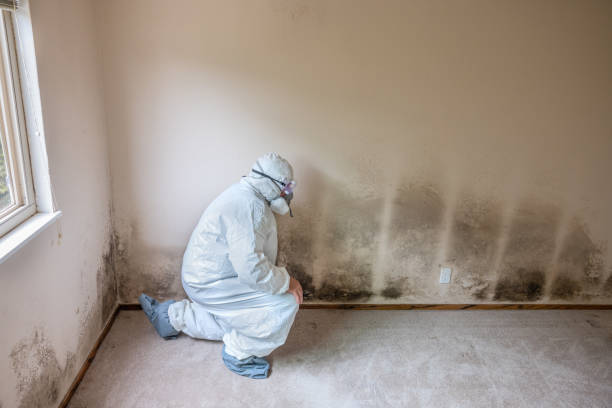Best Mold Remediation for Specific Building Types in Gervais, OR