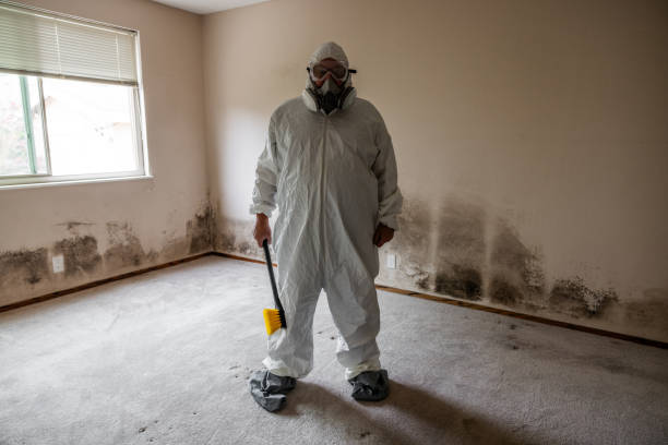 Best Basement Mold Remediation in Gervais, OR