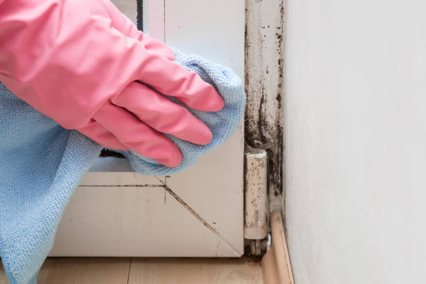 Best DIY Mold Remediation Support Services in Gervais, OR